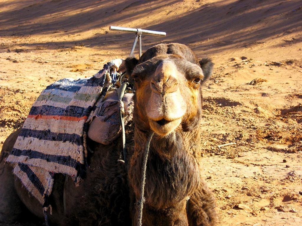 زڭورة Riad Dar Zaouia المظهر الخارجي الصورة